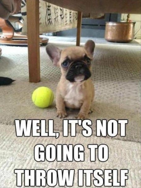funny dog pictures