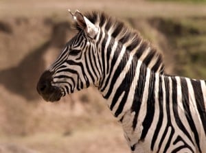 howling zebra pictures