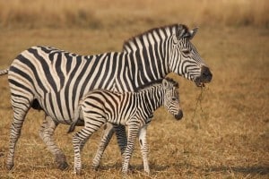 howling zebra pictures