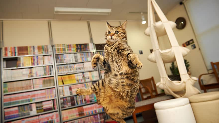 funny-jumping-cats-100__880