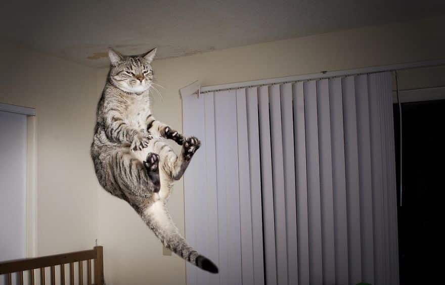 funny-jumping-cats-102__880