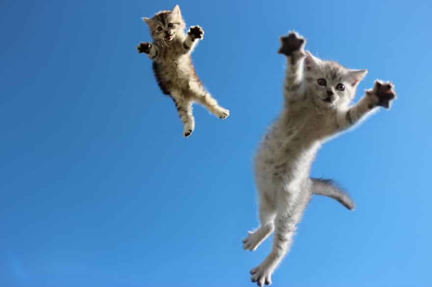 funny-jumping-cats-103__880