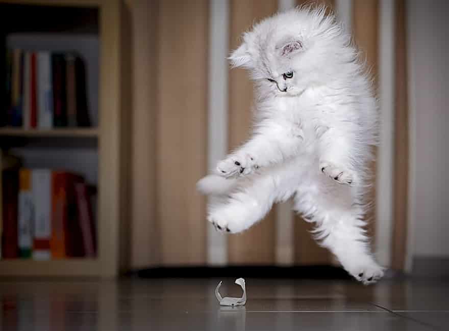 funny-jumping-cats-121__880