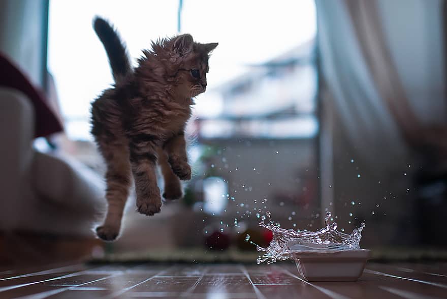 funny-jumping-cats-31__880