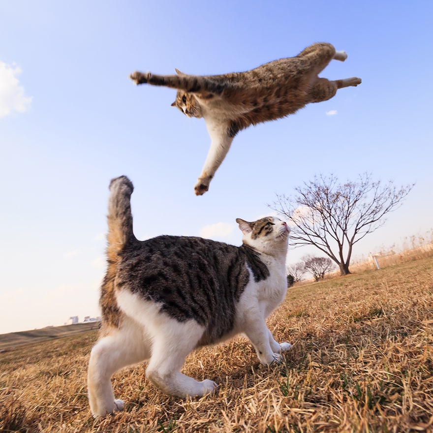 funny-jumping-cats-41__880