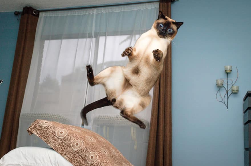 funny-jumping-cats-90__880