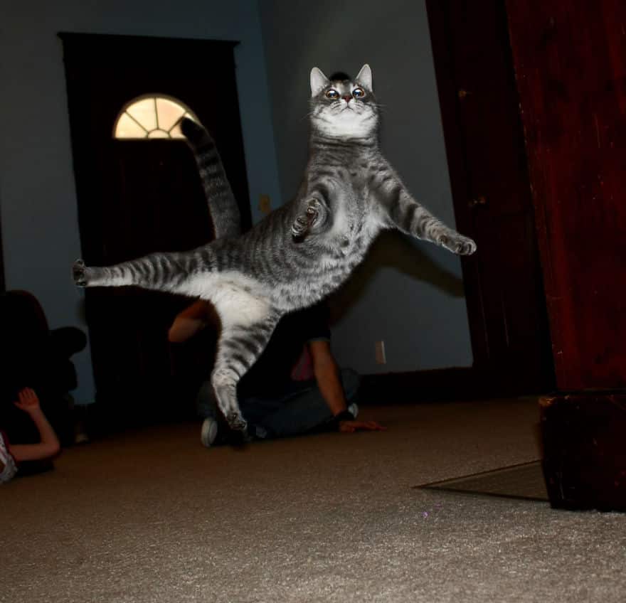 funny-jumping-cats-911__880