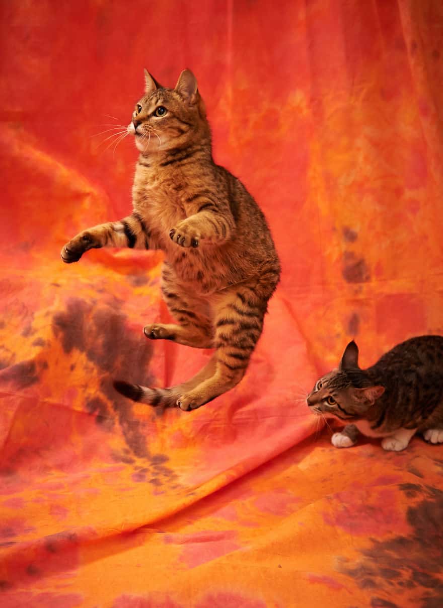 funny-jumping-cats-93__880