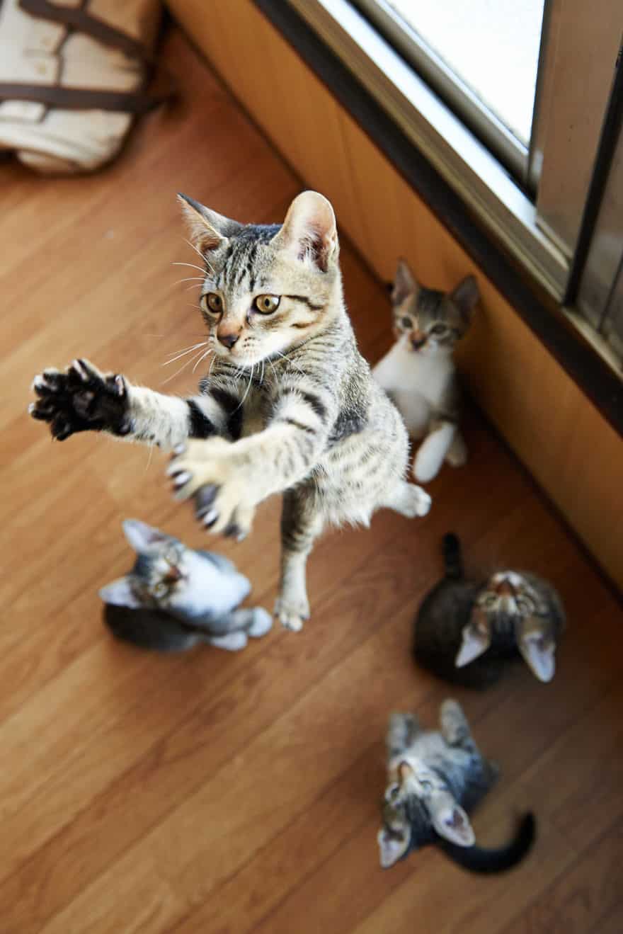 funny-jumping-cats-94__880