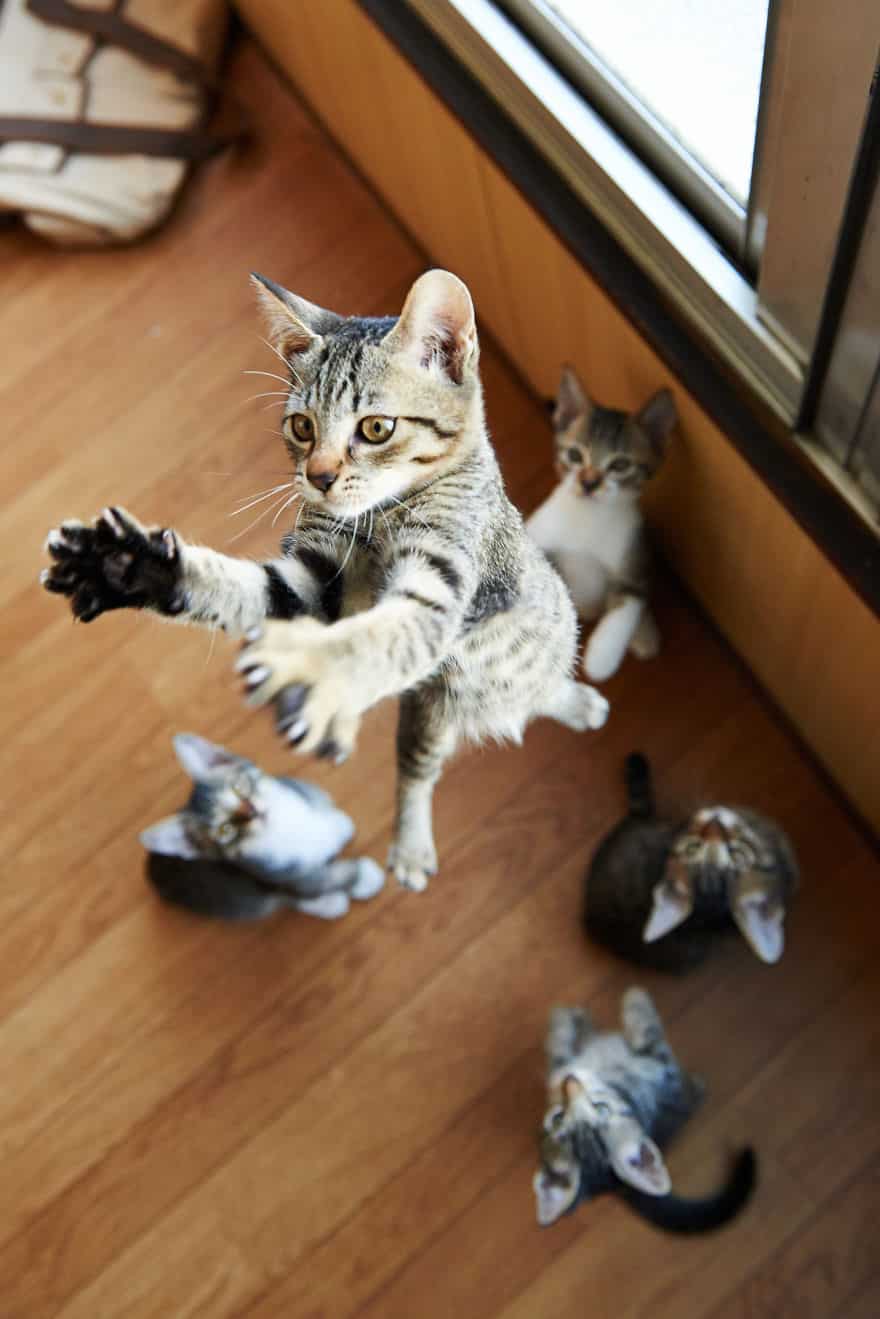 52 Jumping Cats At Play Look Like Ninjas -DesignBump