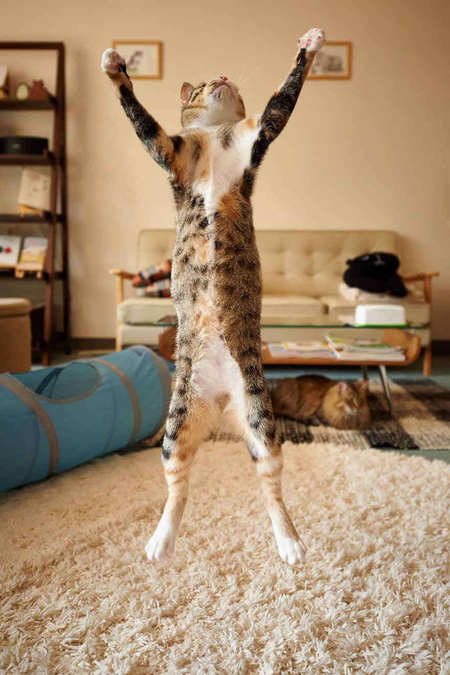 52 Jumping Cats At Play Look Like Ninjas -DesignBump