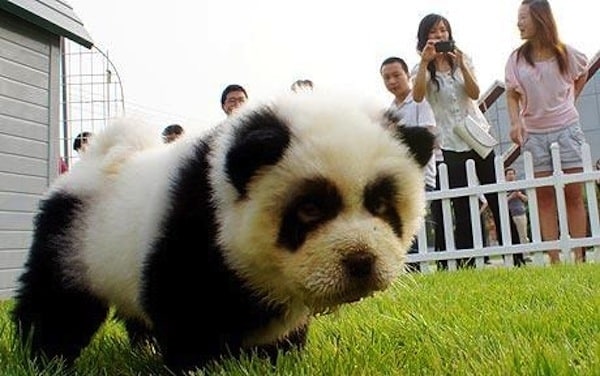 Dog Dressed As Panda!