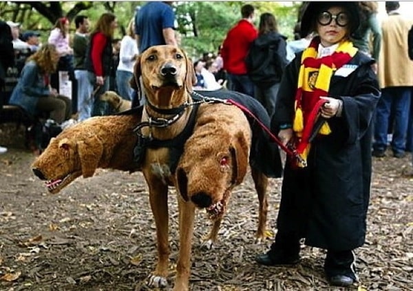 Harry Potter And Fluffy