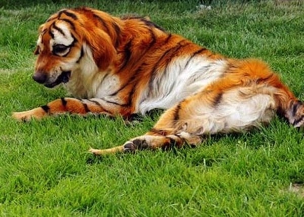 Dog Dressed As Tiger!