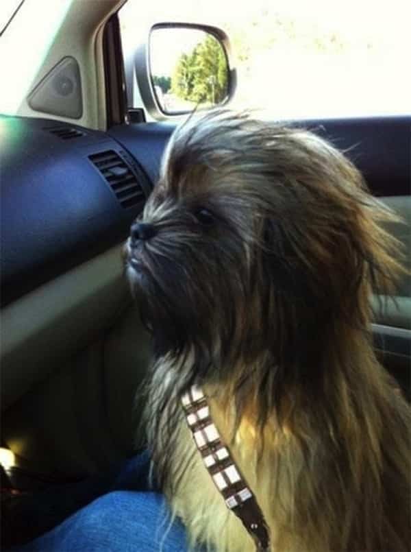 Chewbacca On A Road Trip