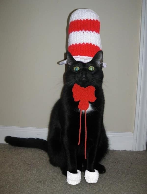 Actual Cat In The Hat