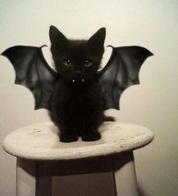 Vampire Kitten