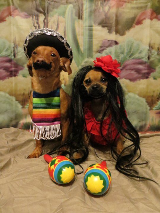 60 Spooky and Cute Halloween Costumes For Pets