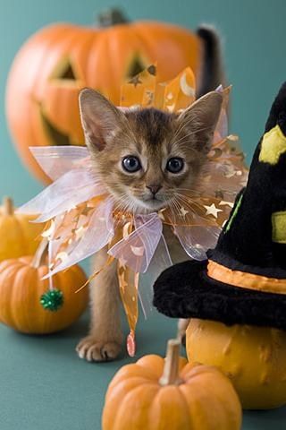 halloween-pet-costumes-012
