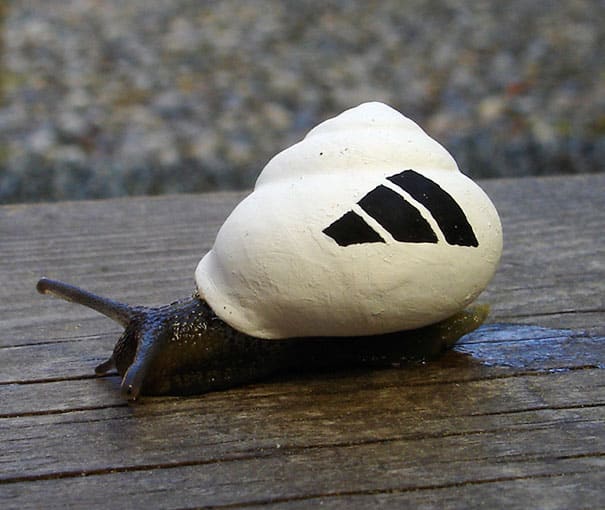 painted-snail-shell-art-12