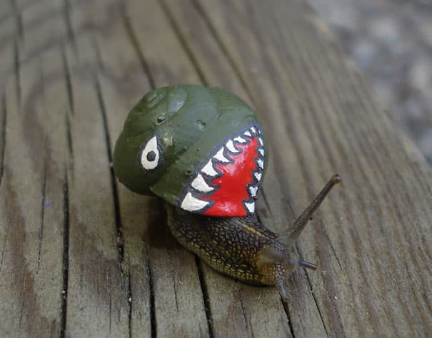 painted-snail-shell-art-16