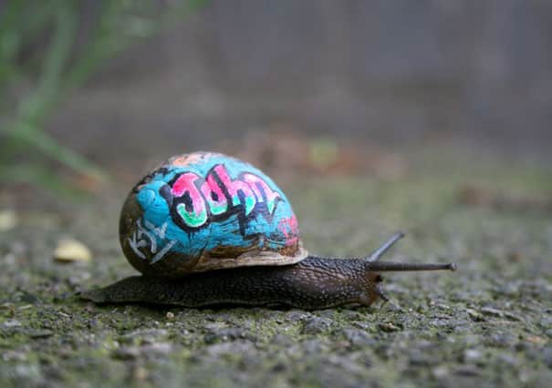 17 Snails with Pimped Out Artwork On Their Shells To Prevent Snails From Getting Stepped On