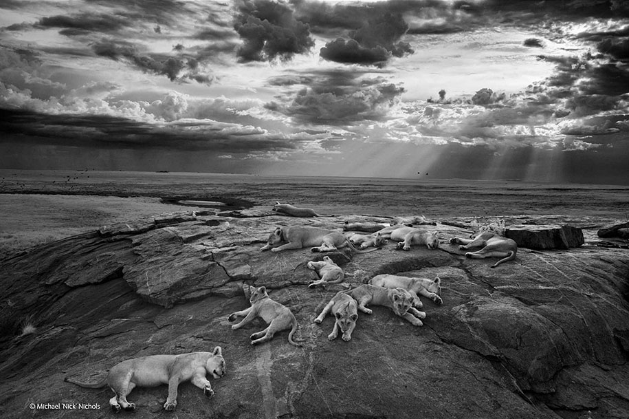 23 Breaktaking Photos from Wildlife Photographer Of The Year 2014