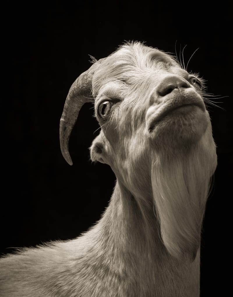 13 Powerful Goats and Sheep in Black and White Photography