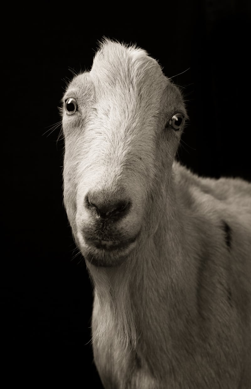13 Powerful Goats and Sheep in Black and White Photography