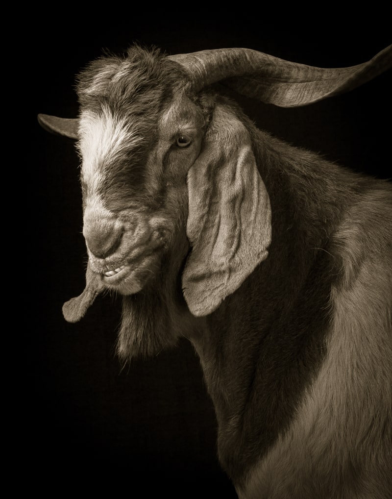 Majestic Black and White Studio Portraits of Goats and Sheep by Kevin Horan sheep portraits humor goats black and white 