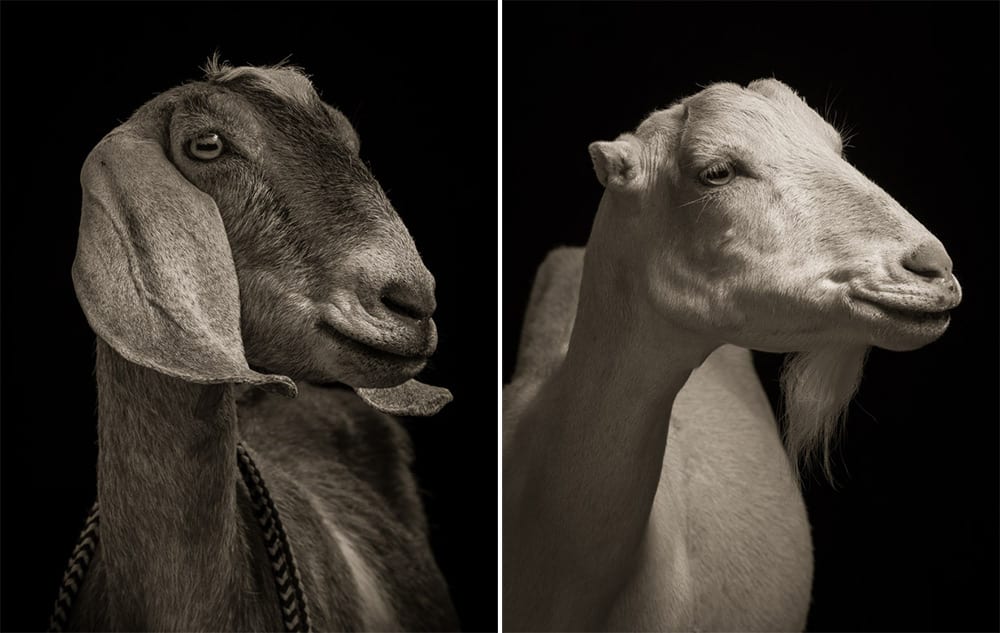 Majestic Black and White Studio Portraits of Goats and Sheep by Kevin Horan sheep portraits humor goats black and white 