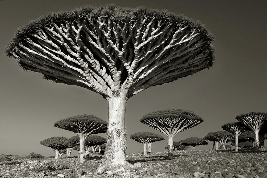 ancient-trees-portraits-of-time-nature-photography-beth-moon-1