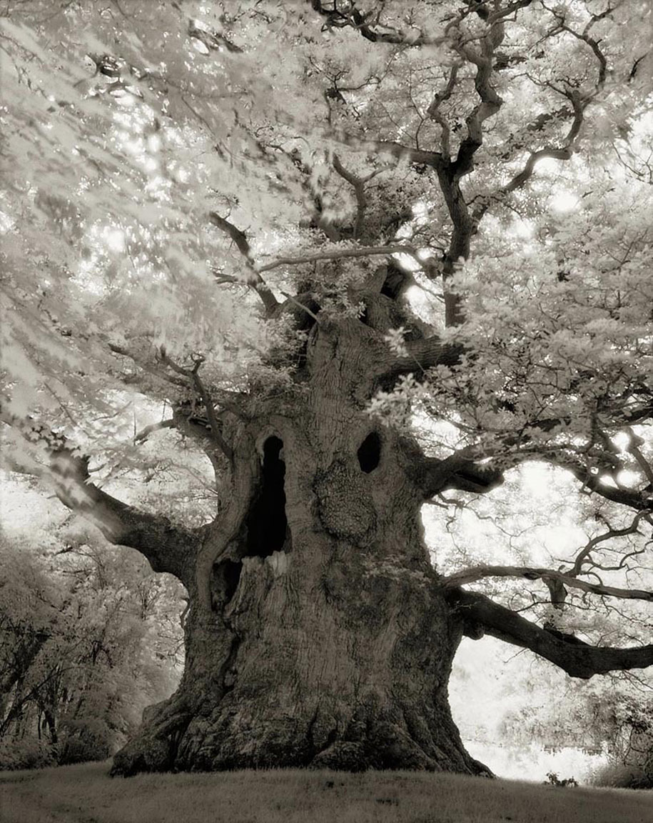 ancient-trees-portraits-of-time-nature-photography-beth-moon-10