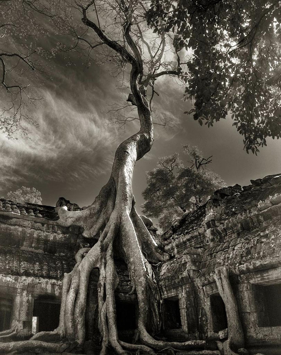 ancient-trees-portraits-of-time-nature-photography-beth-moon-11