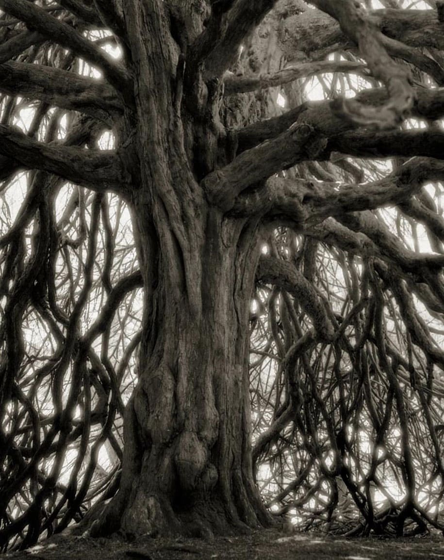 ancient-trees-portraits-of-time-nature-photography-beth-moon-12