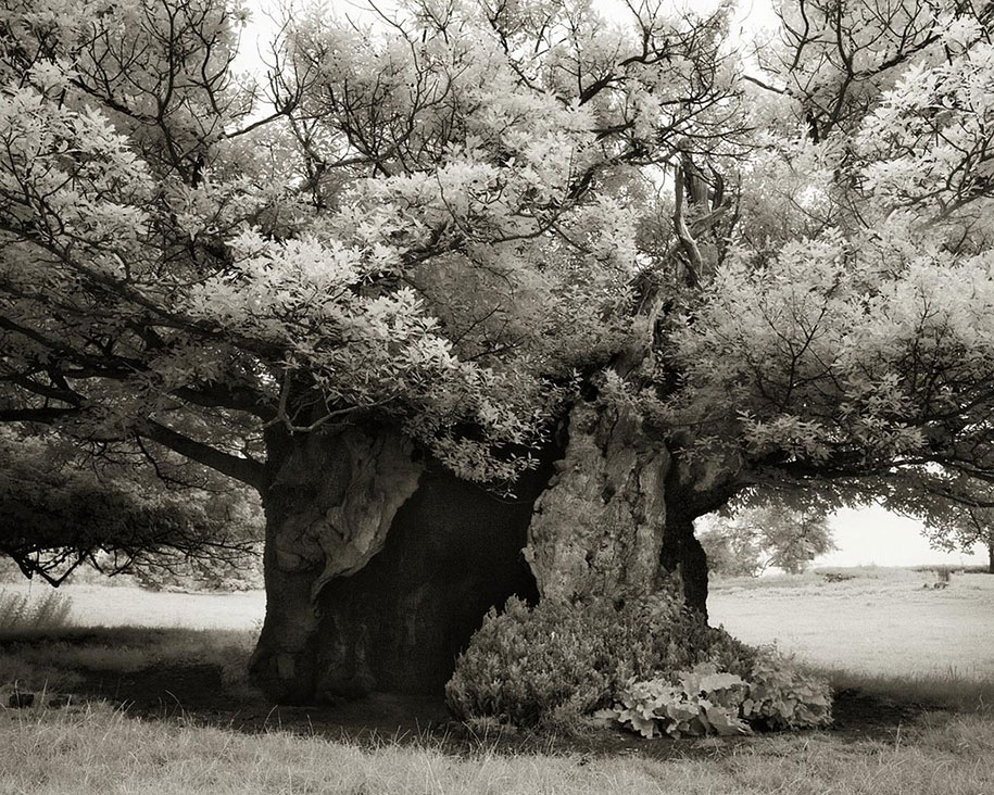 ancient-trees-portraits-of-time-nature-photography-beth-moon-14
