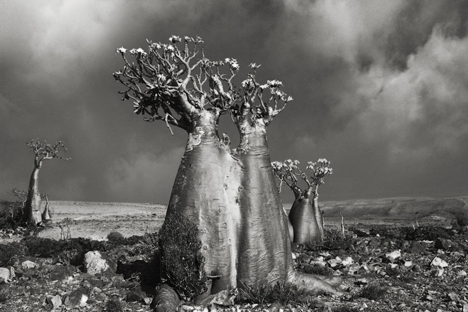 ancient-trees-portraits-of-time-nature-photography-beth-moon-15