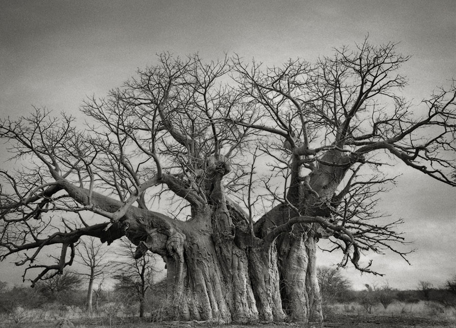 ancient-trees-portraits-of-time-nature-photography-beth-moon-16