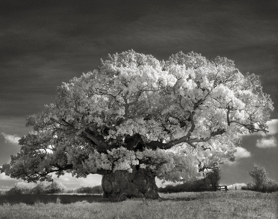 ancient-trees-portraits-of-time-nature-photography-beth-moon-17