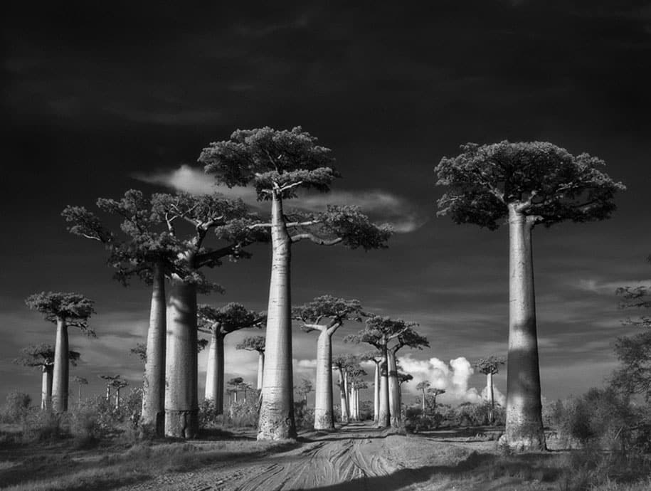 ancient-trees-portraits-of-time-nature-photography-beth-moon-18