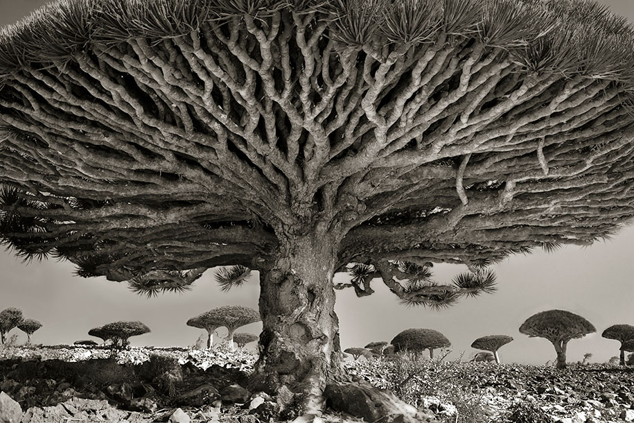 ancient-trees-portraits-of-time-nature-photography-beth-moon-19