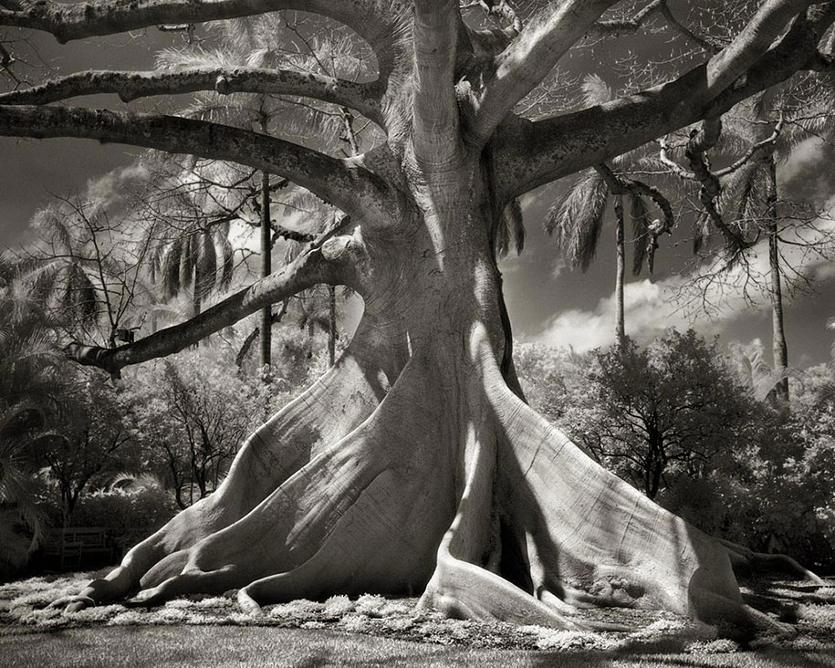 ancient-trees-portraits-of-time-nature-photography-beth-moon-2