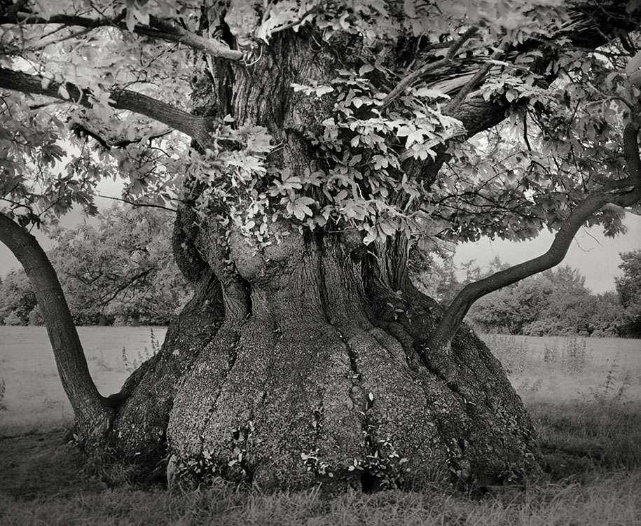ancient-trees-portraits-of-time-nature-photography-beth-moon-20