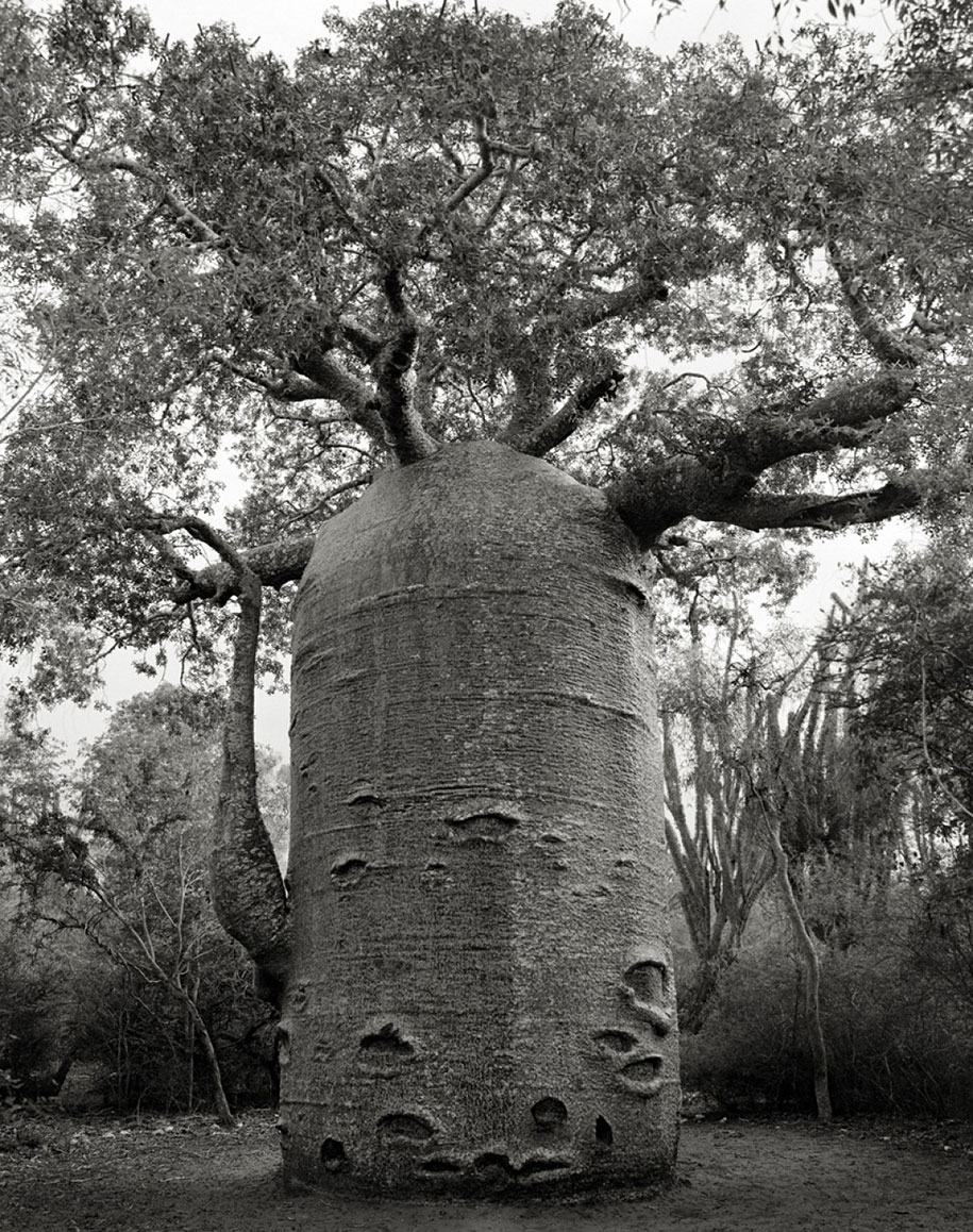 ancient-trees-portraits-of-time-nature-photography-beth-moon-3