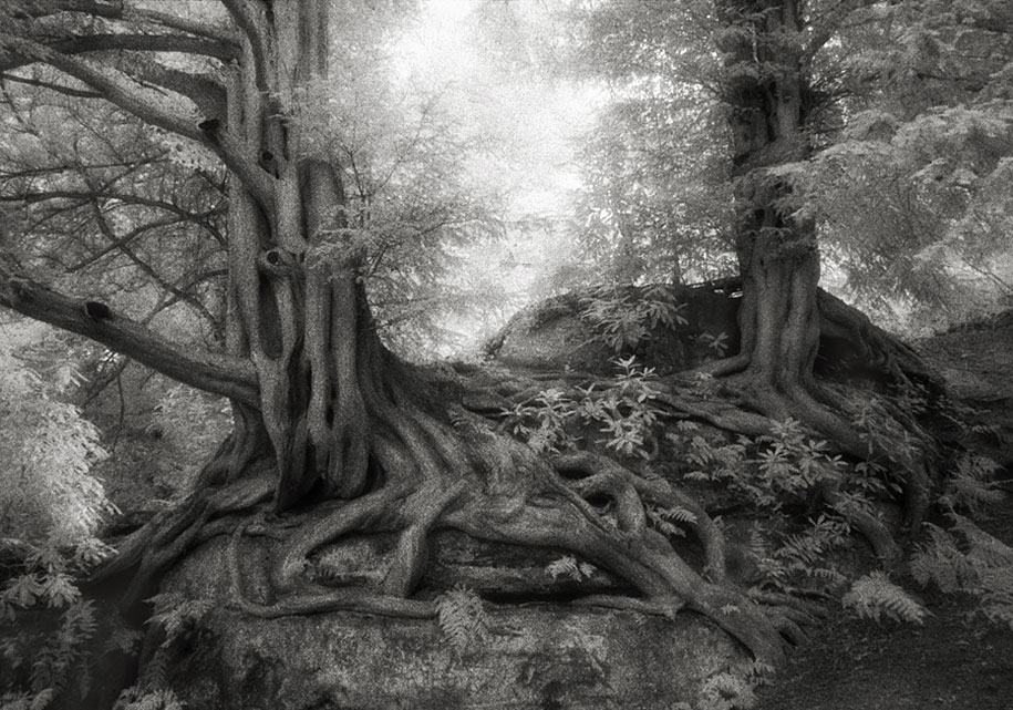 ancient-trees-portraits-of-time-nature-photography-beth-moon-4
