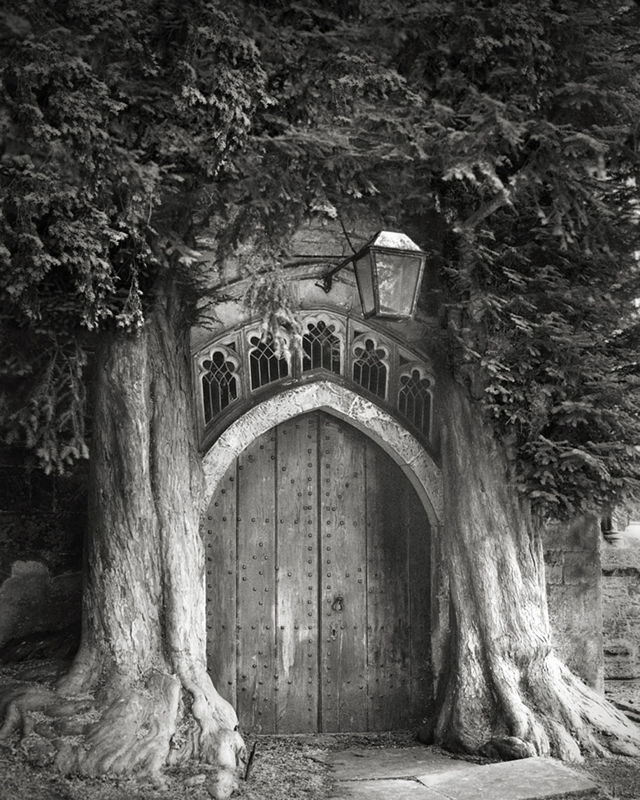 ancient-trees-portraits-of-time-nature-photography-beth-moon-5