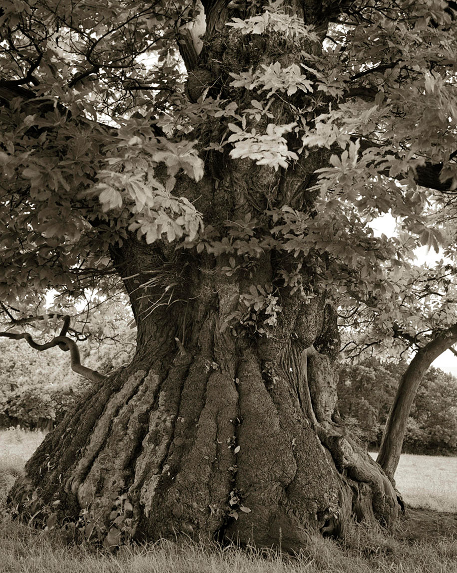ancient-trees-portraits-of-time-nature-photography-beth-moon-6