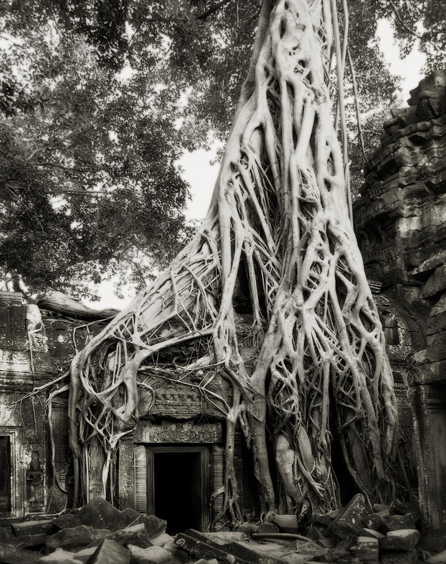 ancient-trees-portraits-of-time-nature-photography-beth-moon-7