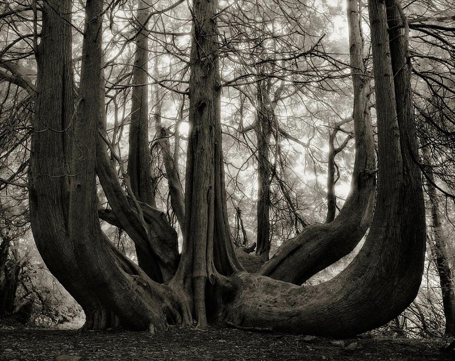 ancient-trees-portraits-of-time-nature-photography-beth-moon-8