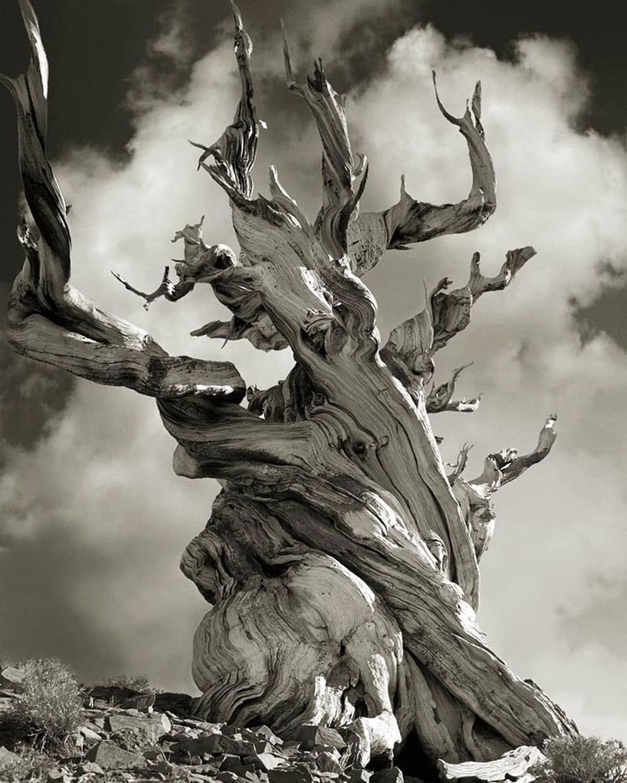 ancient-trees-portraits-of-time-nature-photography-beth-moon-9